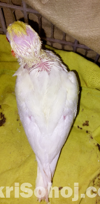 Lutino cockatiel baby